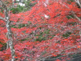 img0011.jpg