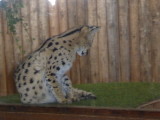 img0006.jpg