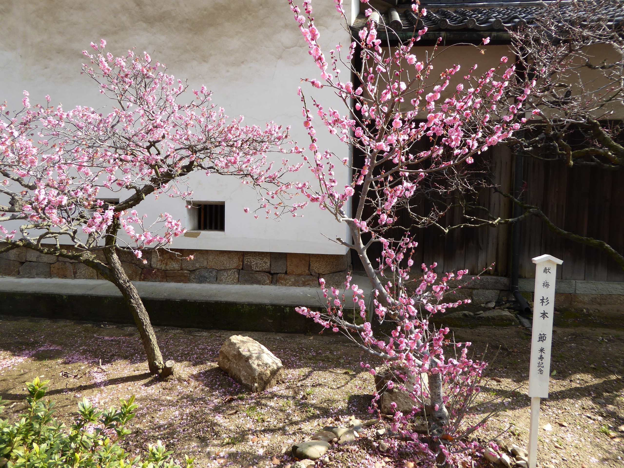 P1050411.JPG