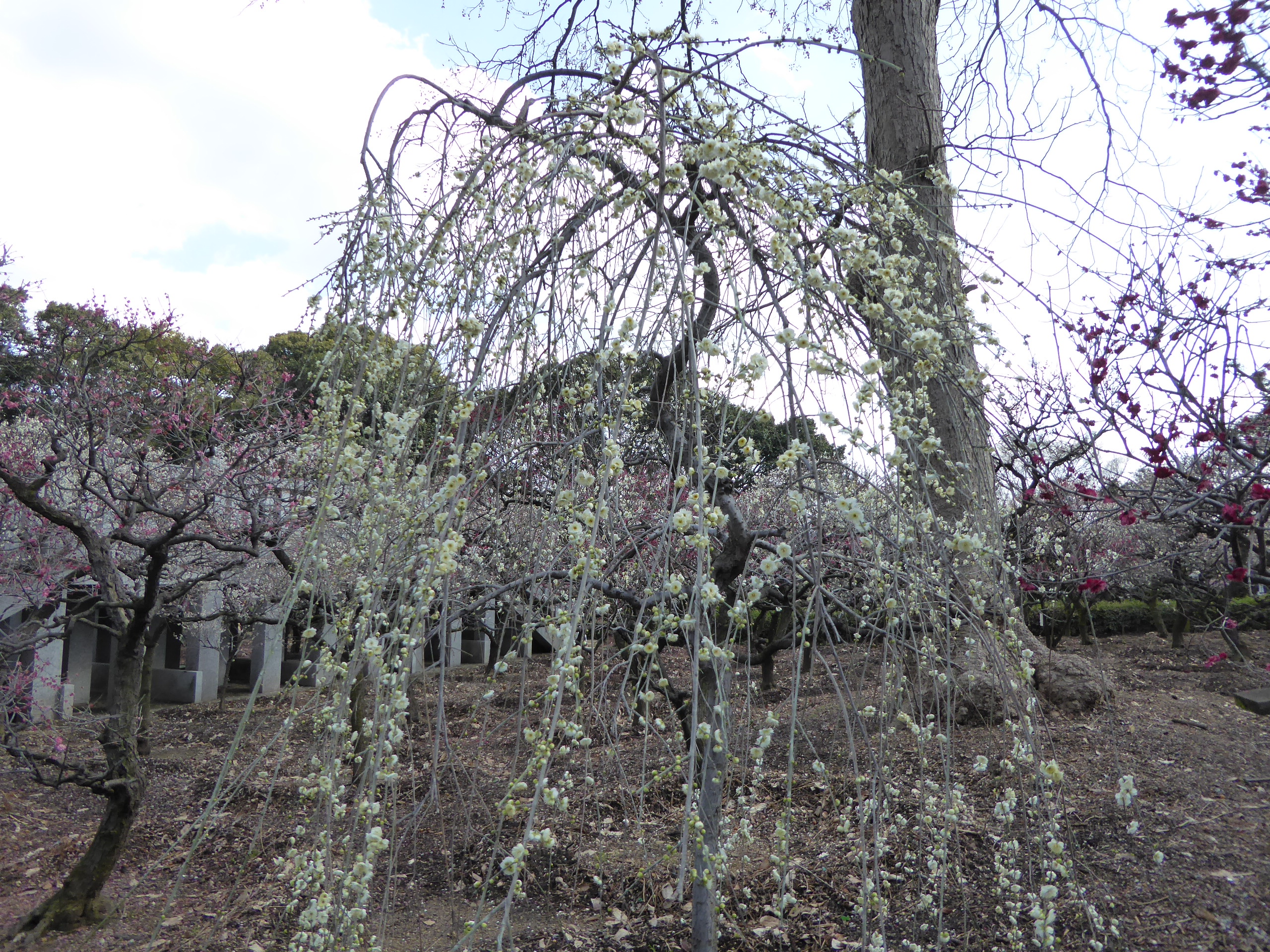 P1050413.JPG