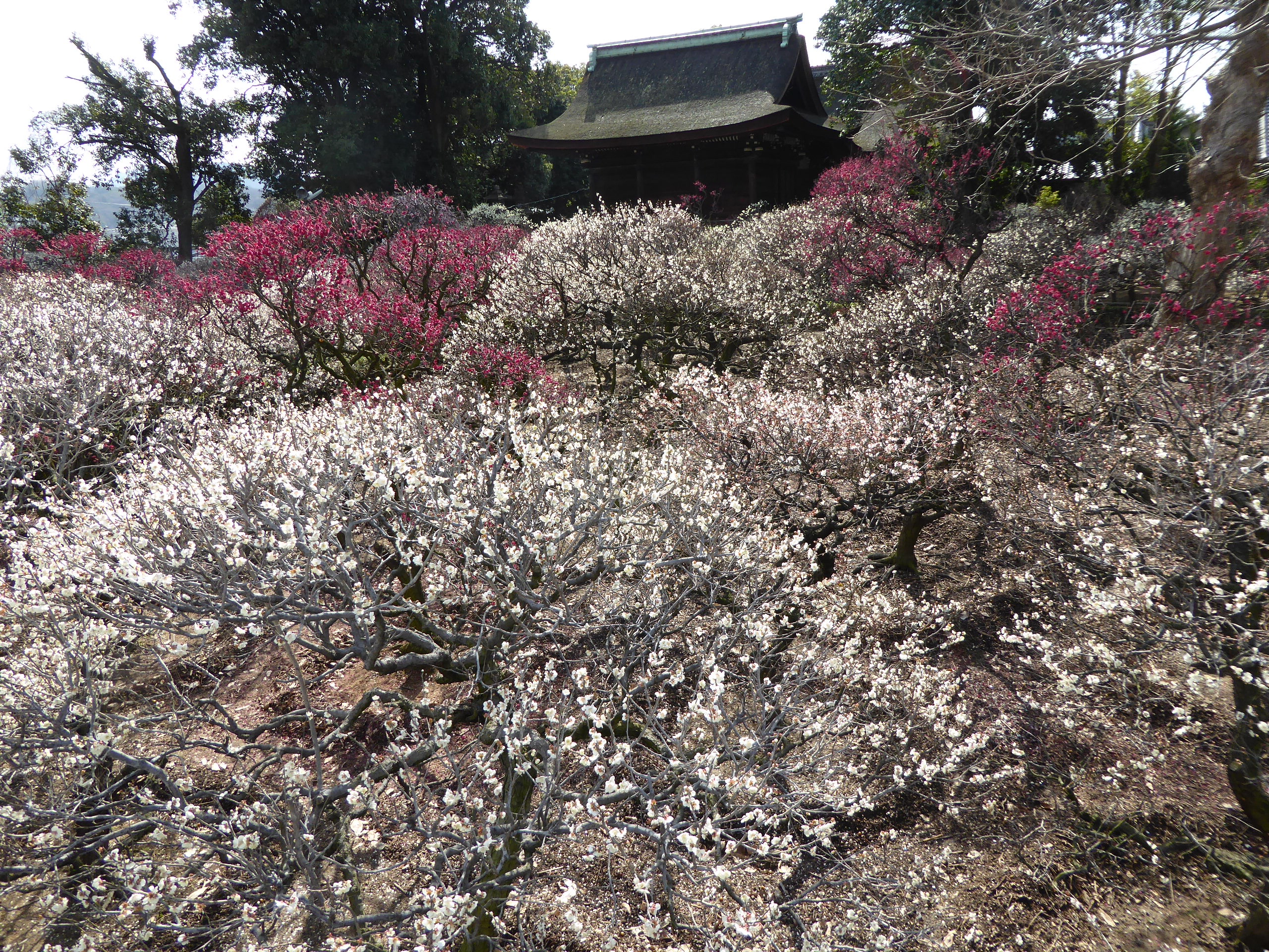 P1050415.JPG