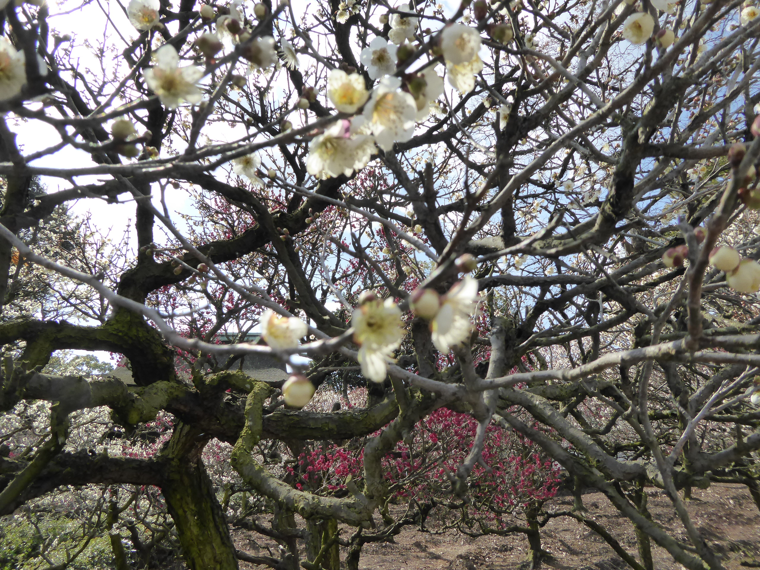 P1050419.JPG