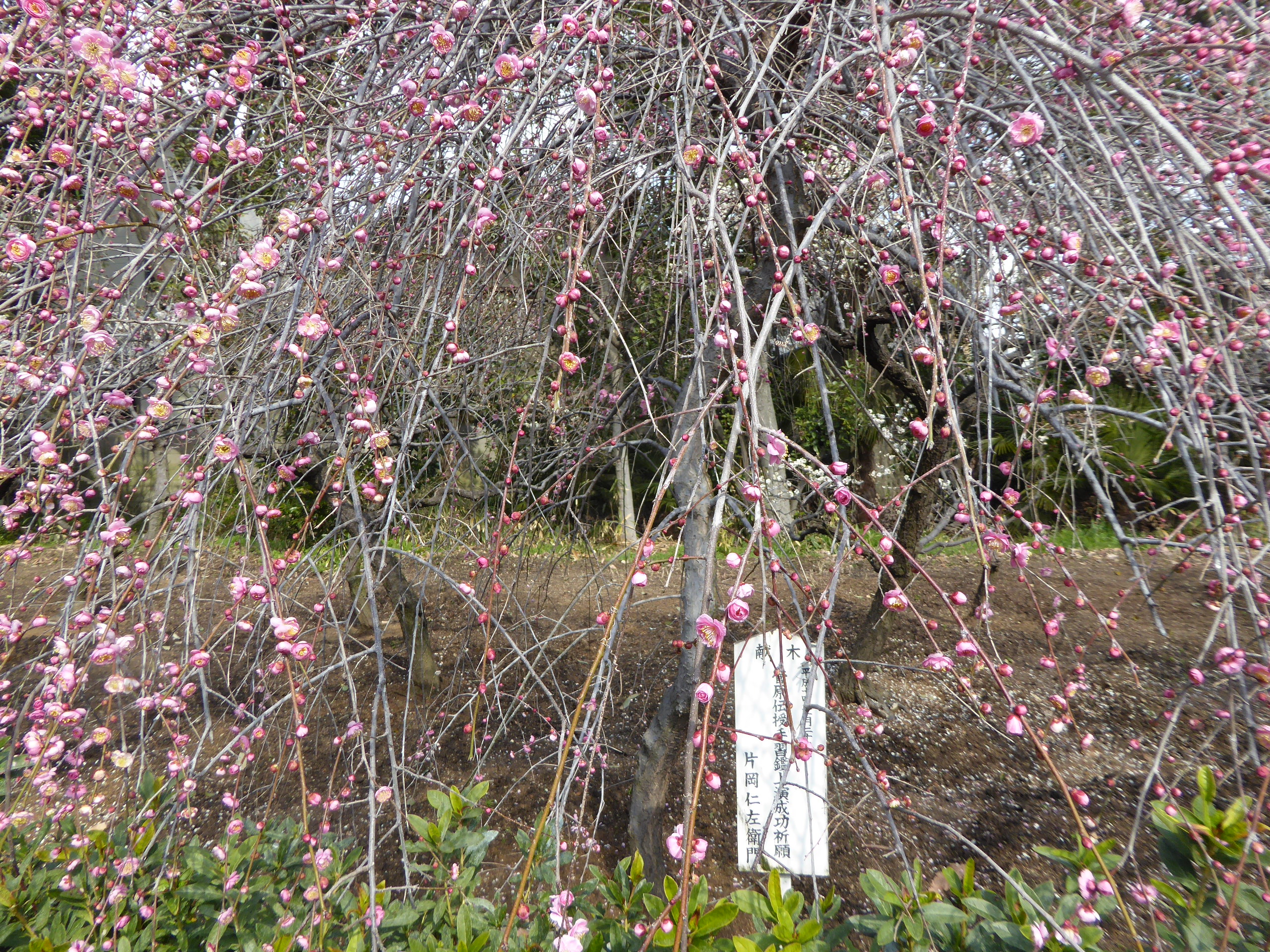 P1050421.JPG