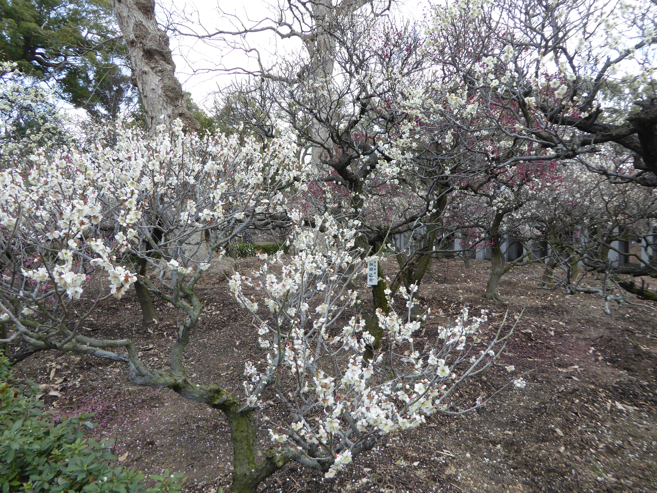 P1050423.JPG