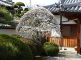 img0009.jpg