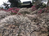 img0020.jpg