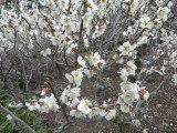 img0029.jpg