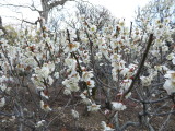 img0030.jpg