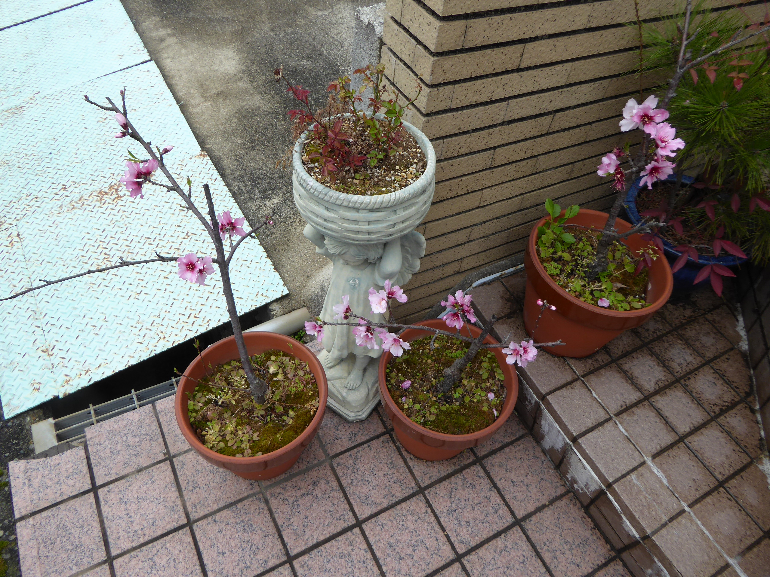 P1050563.JPG