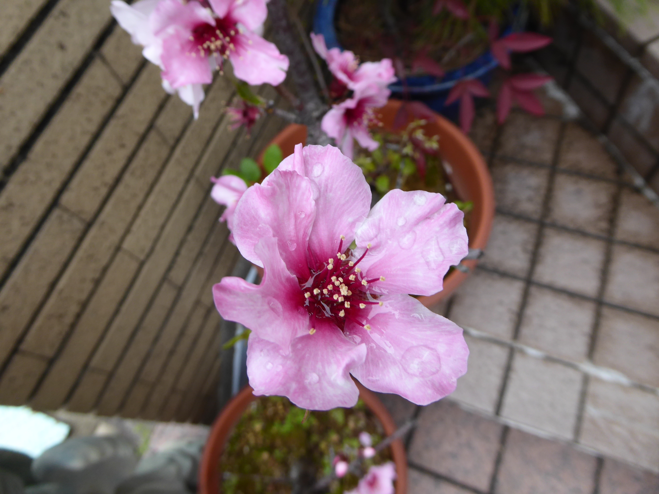 P1050565.JPG