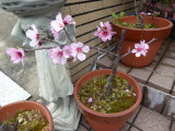img0001.jpg