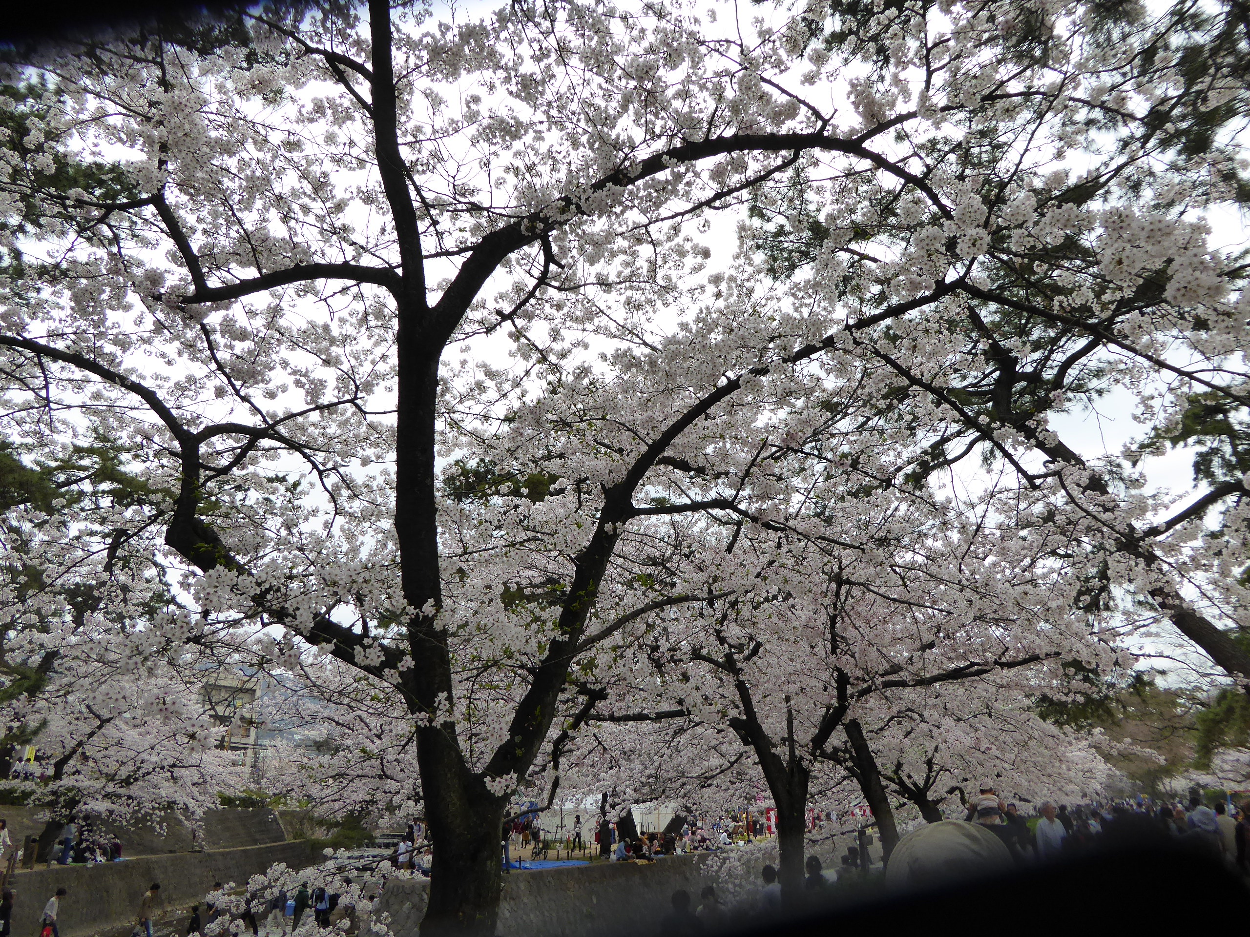 P1050574.JPG