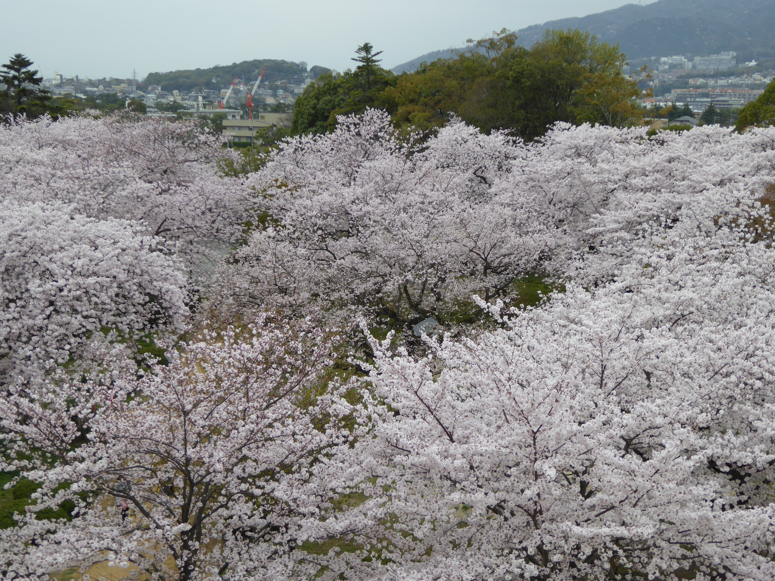 P1050601.JPG