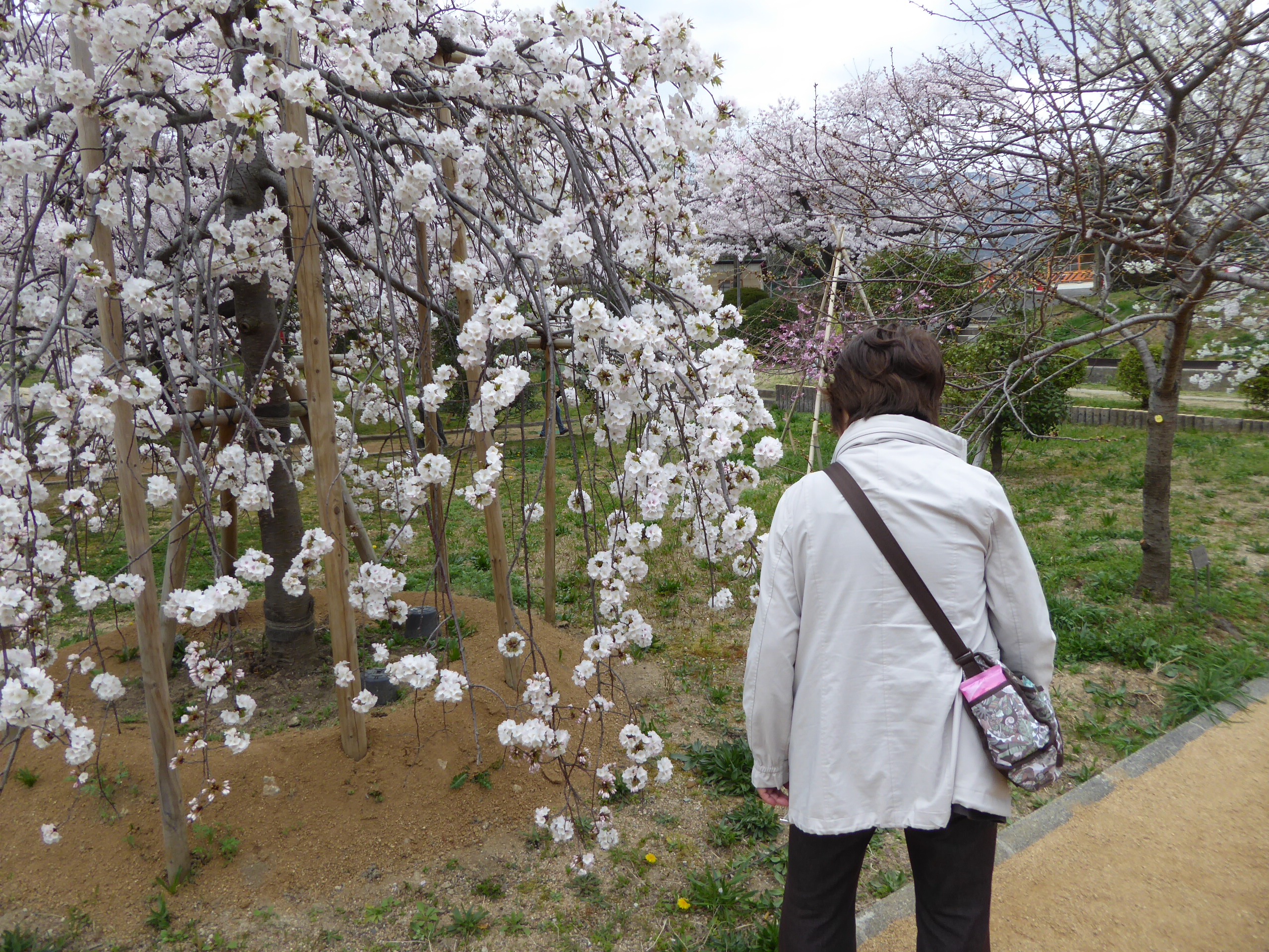 P1050604.JPG
