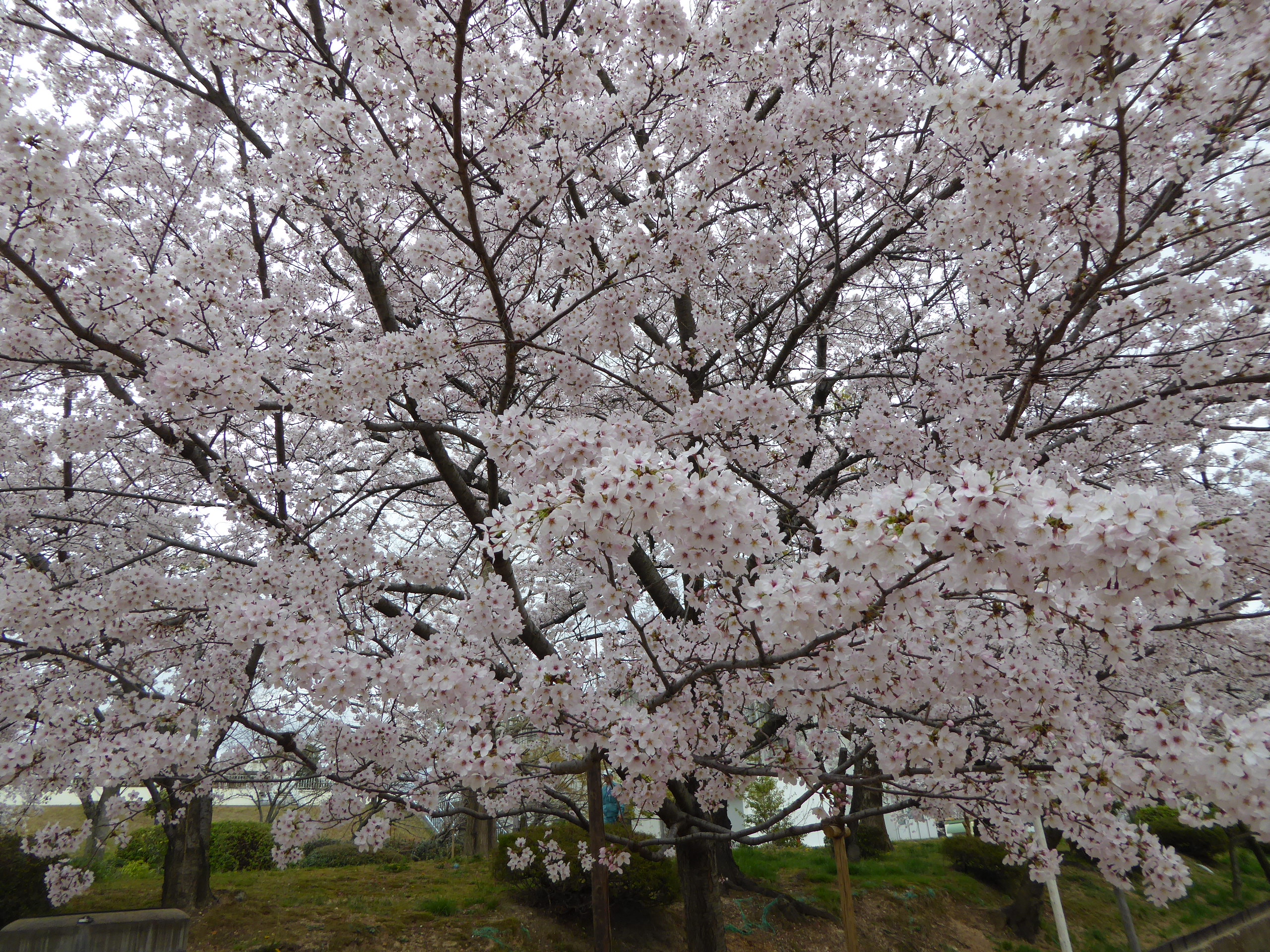 P1050607.JPG