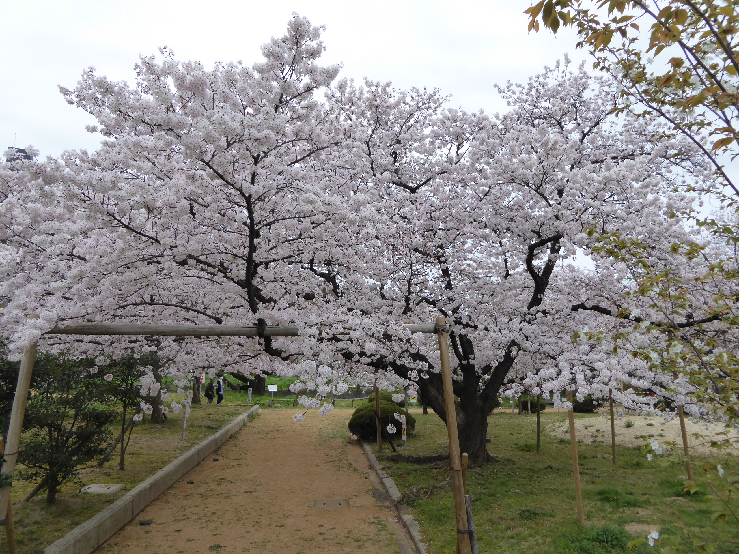 P1050608.JPG