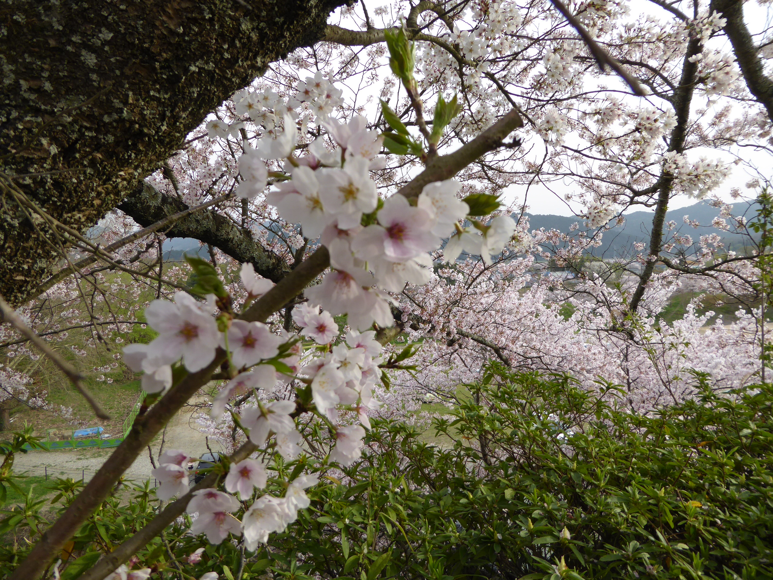 P1050623.JPG