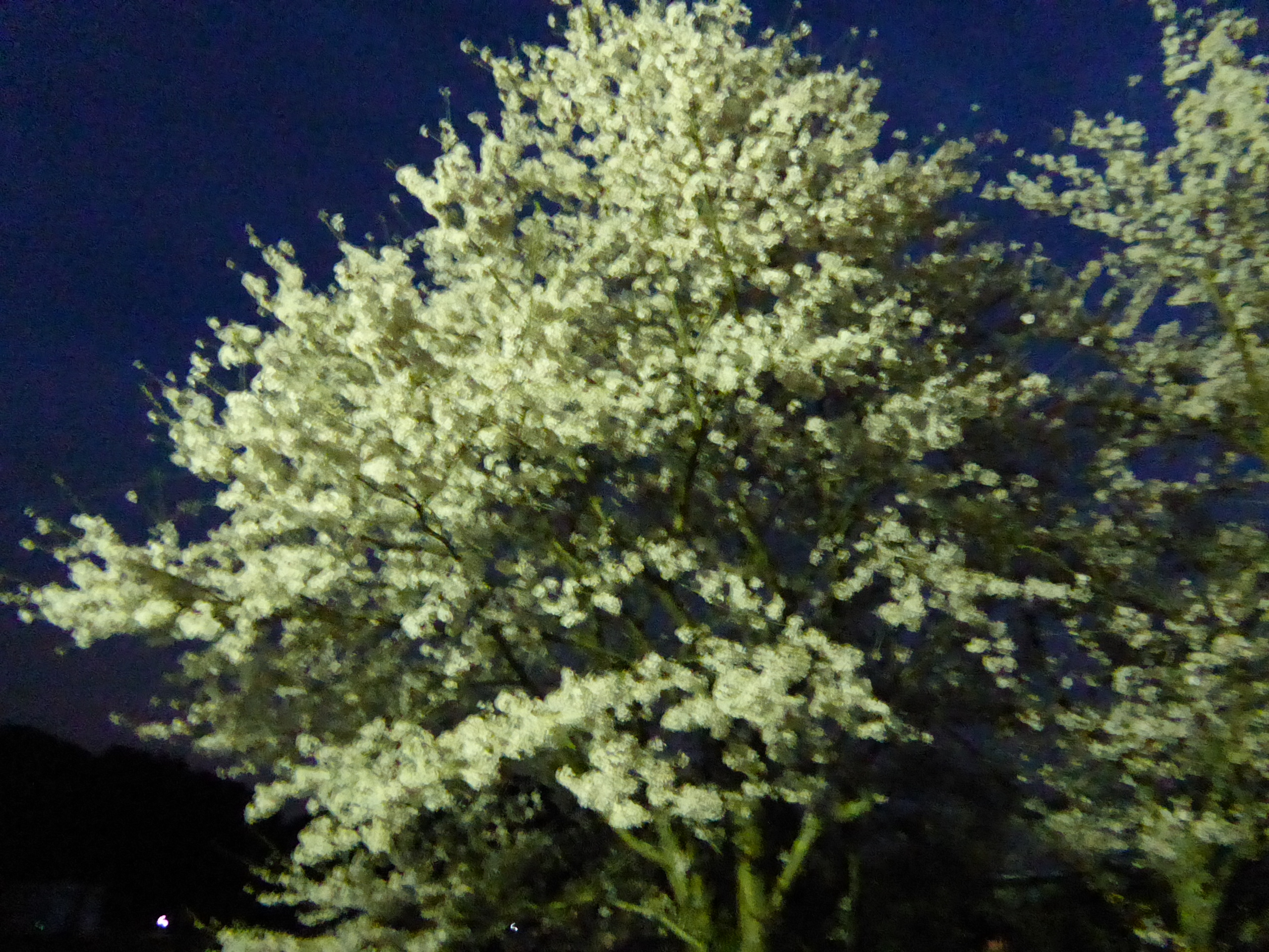 P1050629.JPG