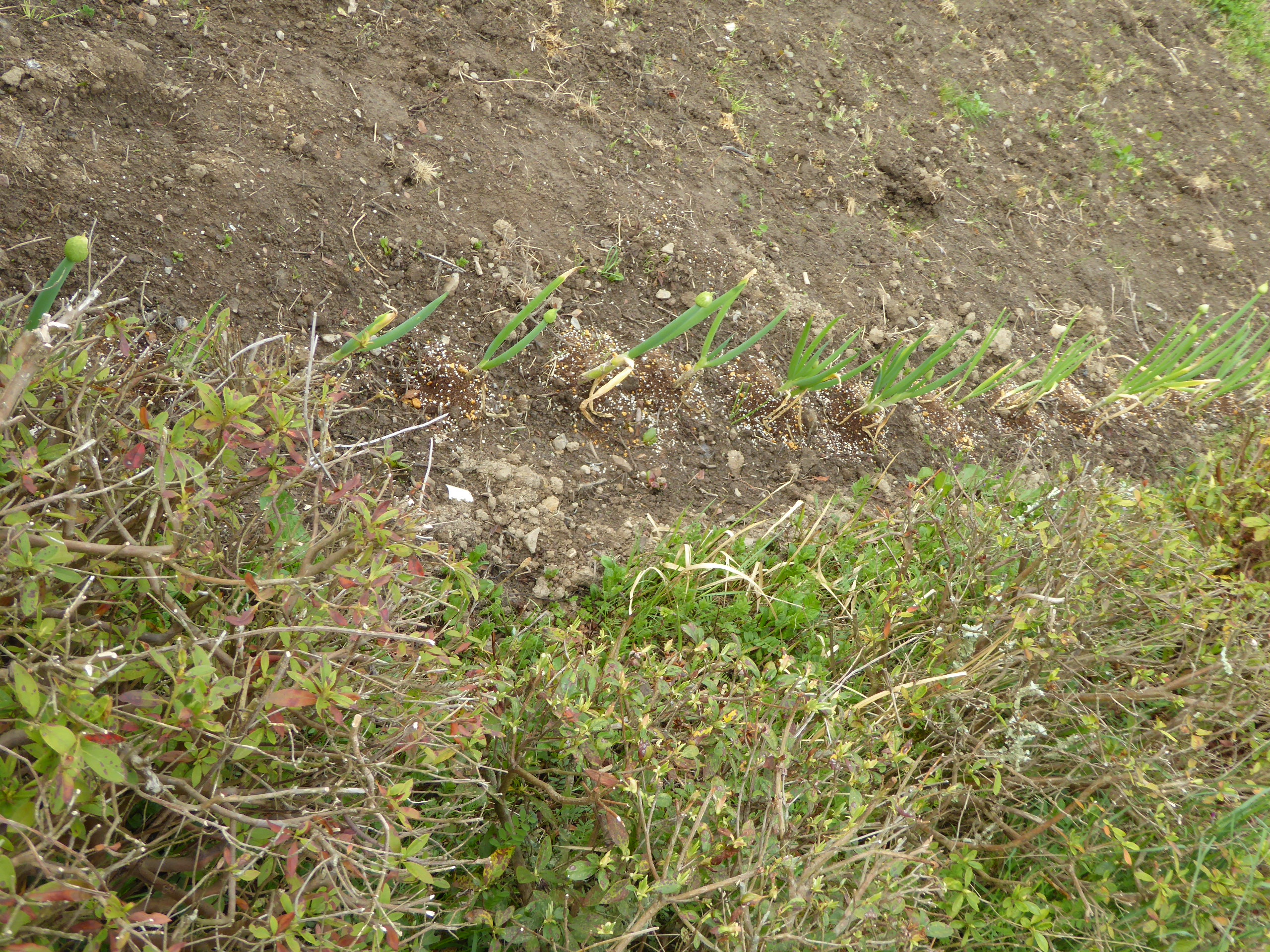 P1050634.JPG