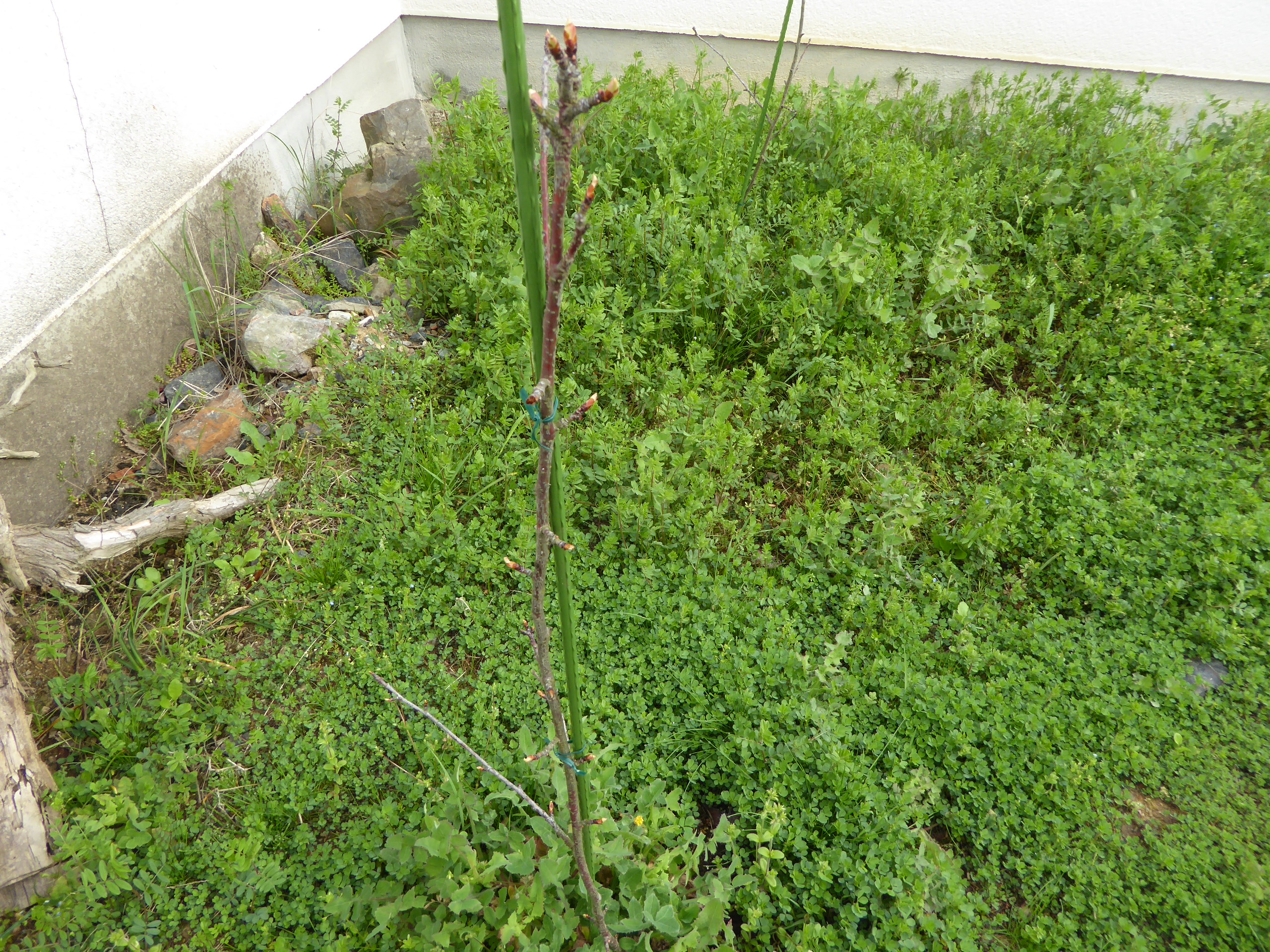 P1050635.JPG