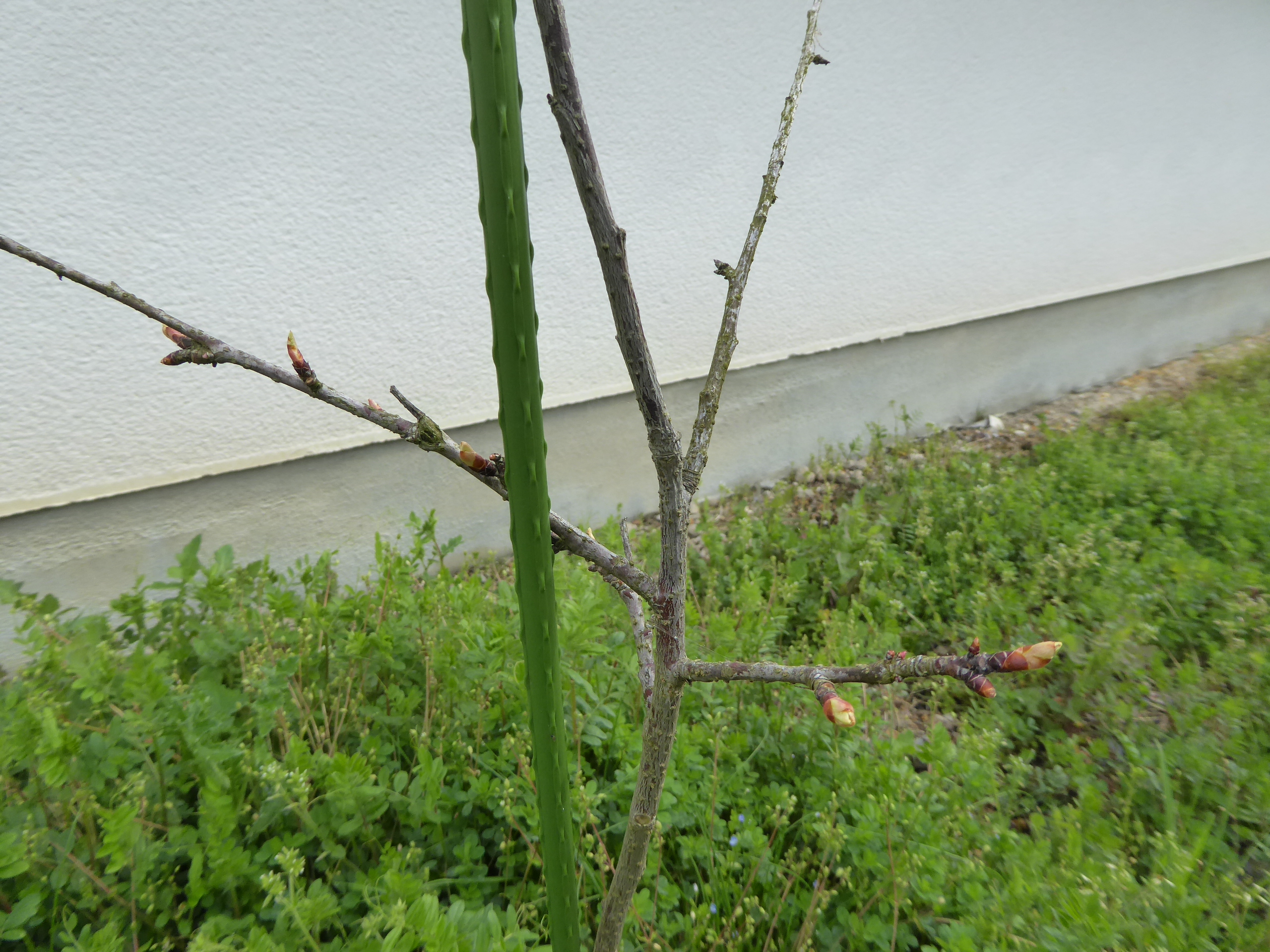 P1050636.JPG