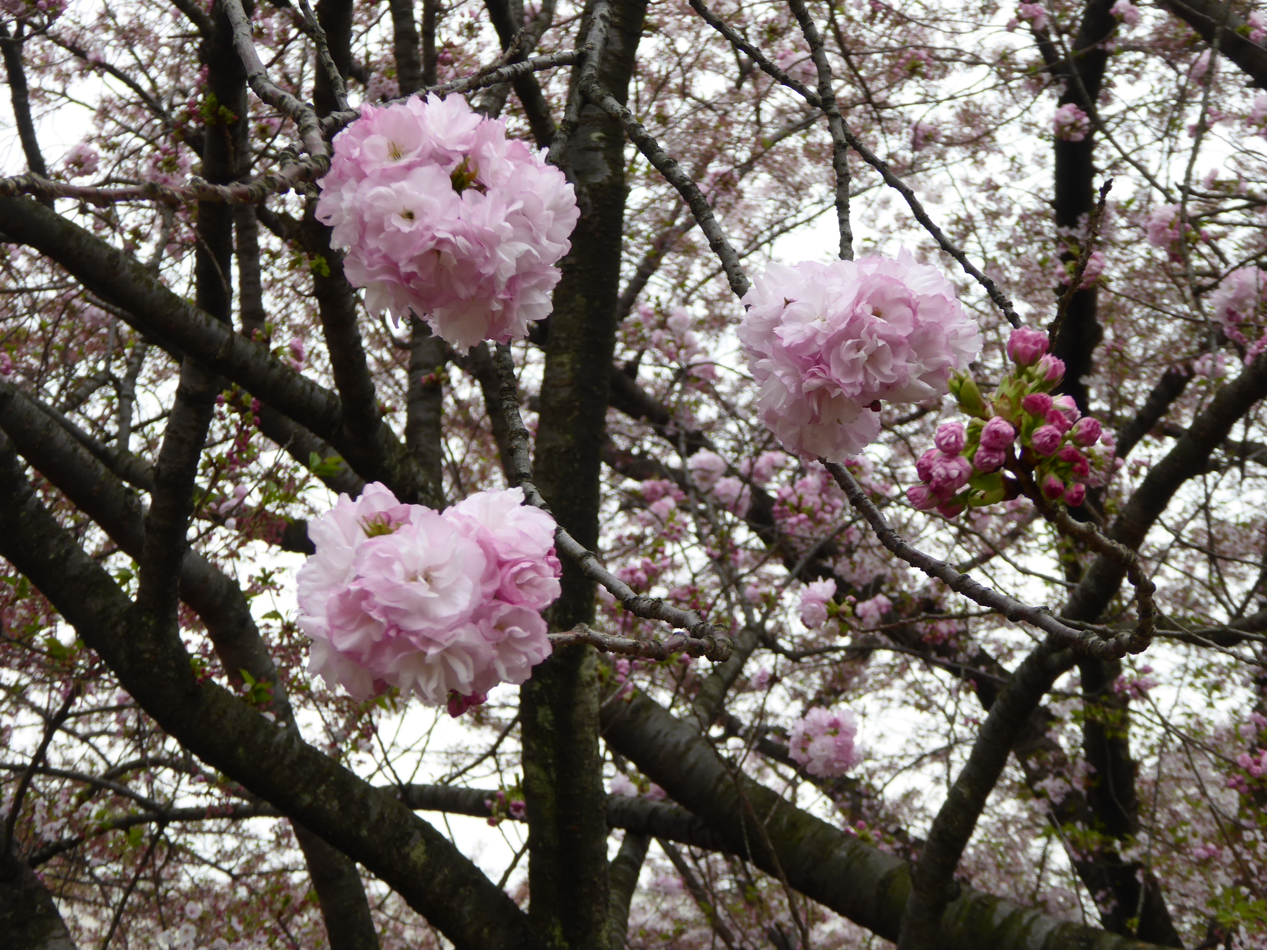 P1050675.JPG