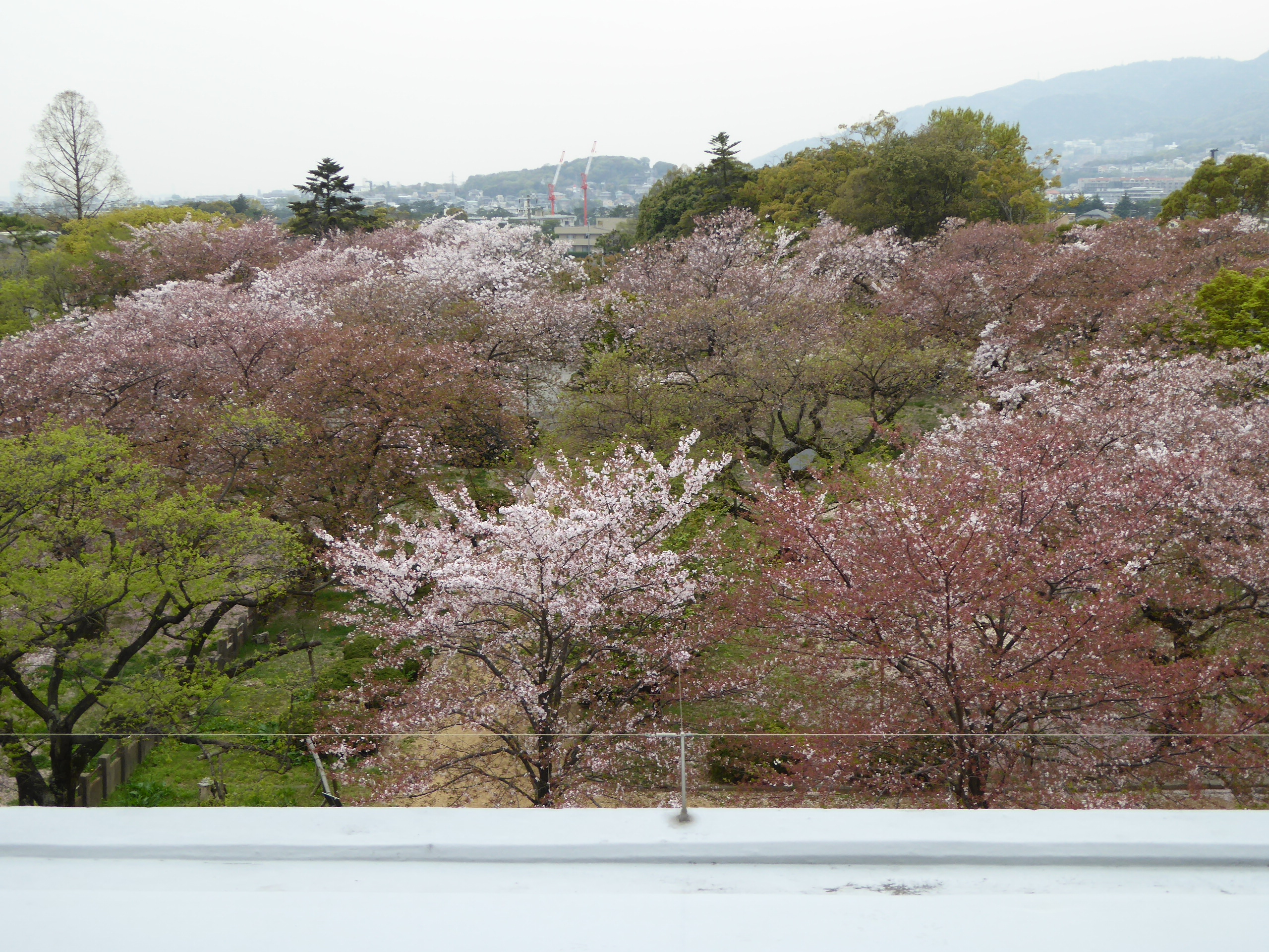 P1050676.JPG