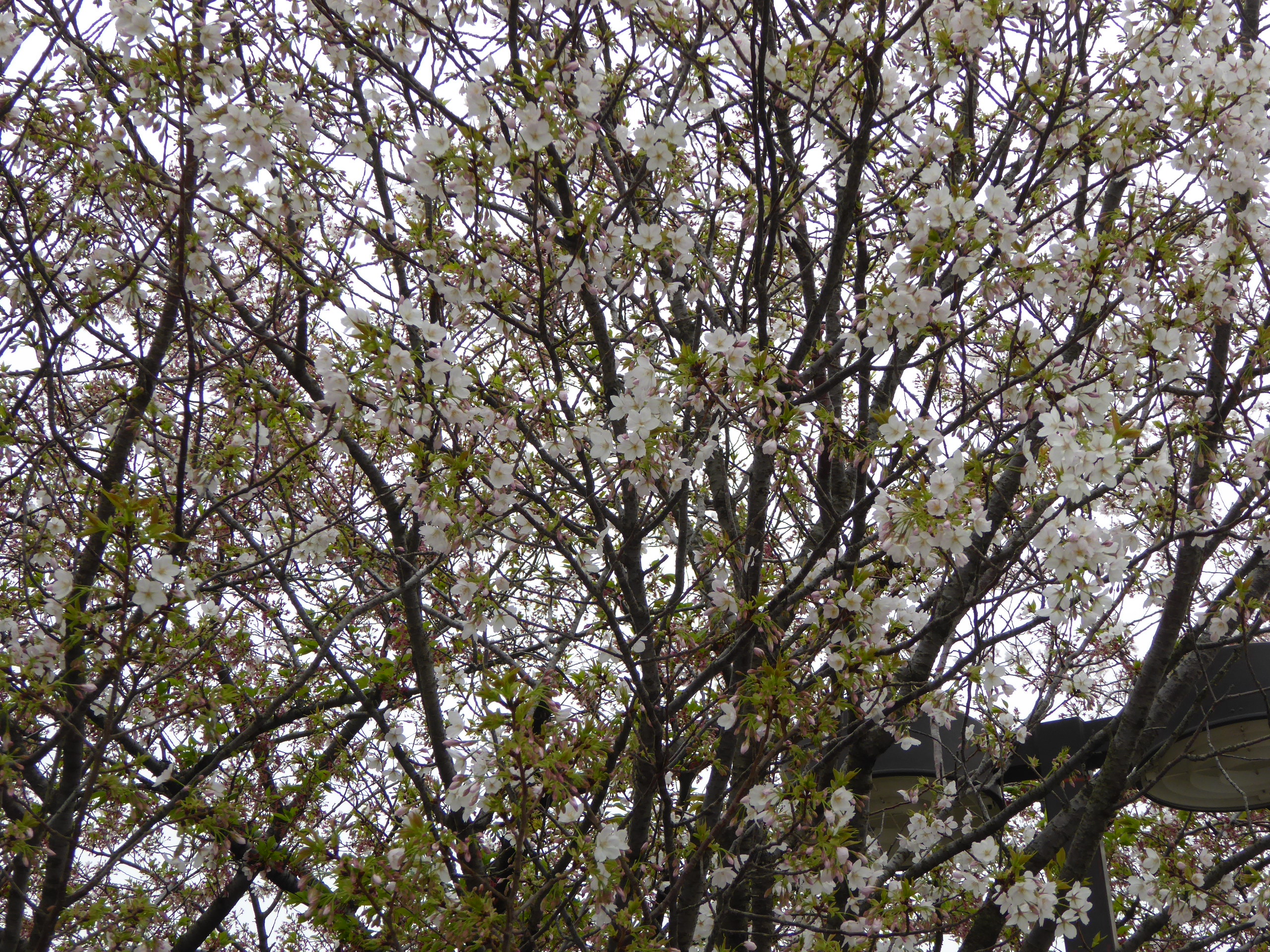 P1050686.JPG