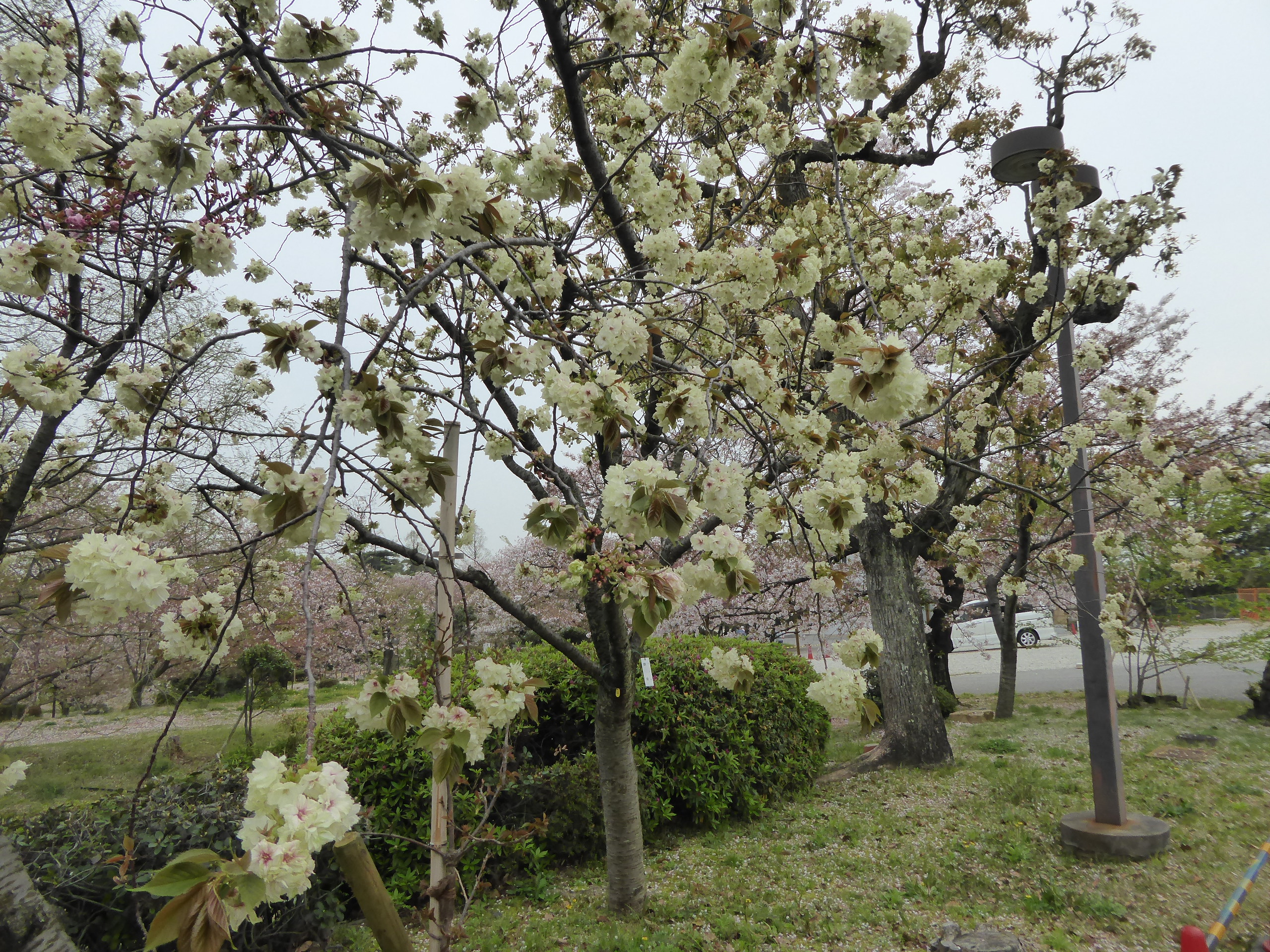 P1050693.JPG