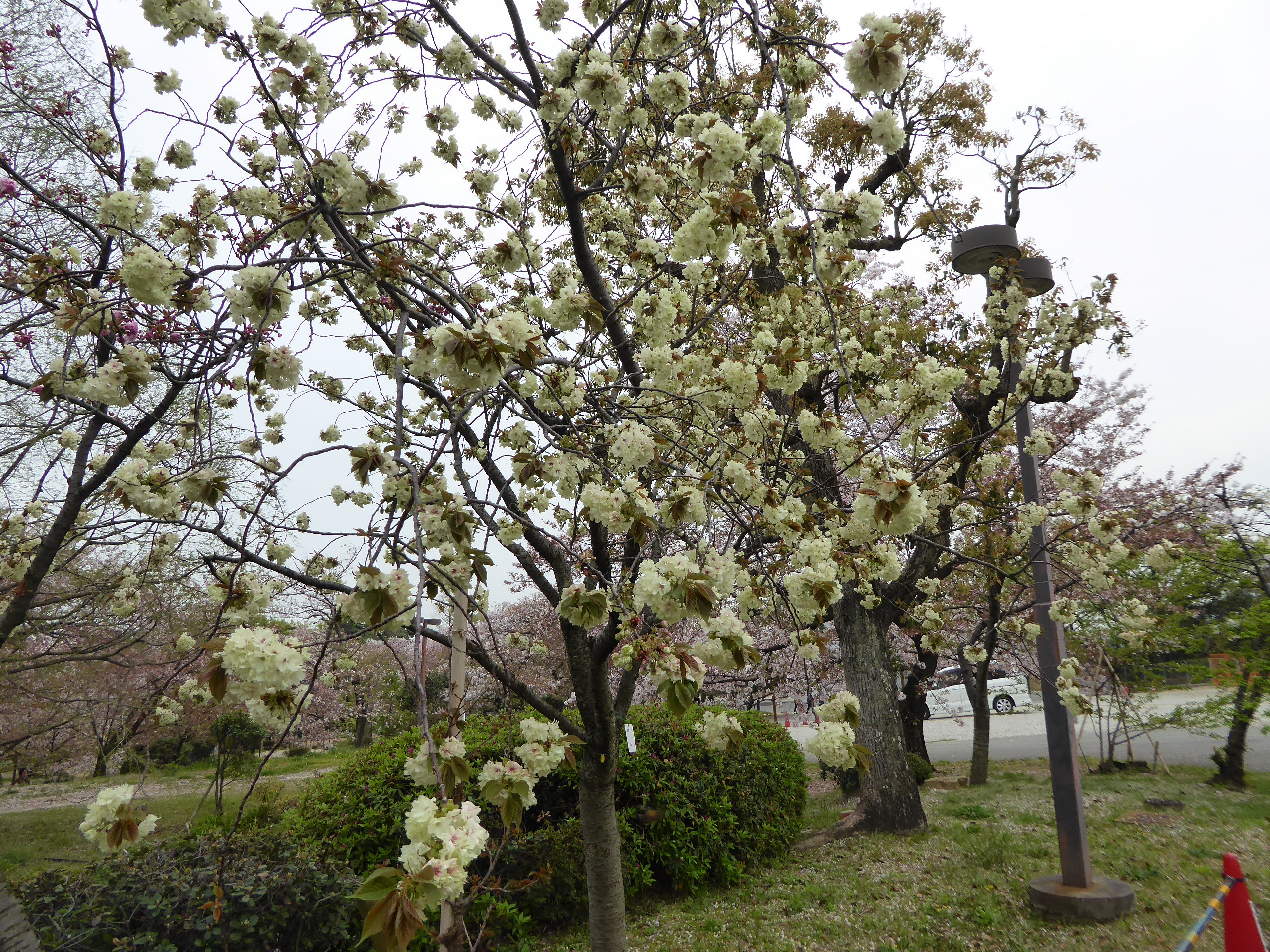 P1050695.JPG
