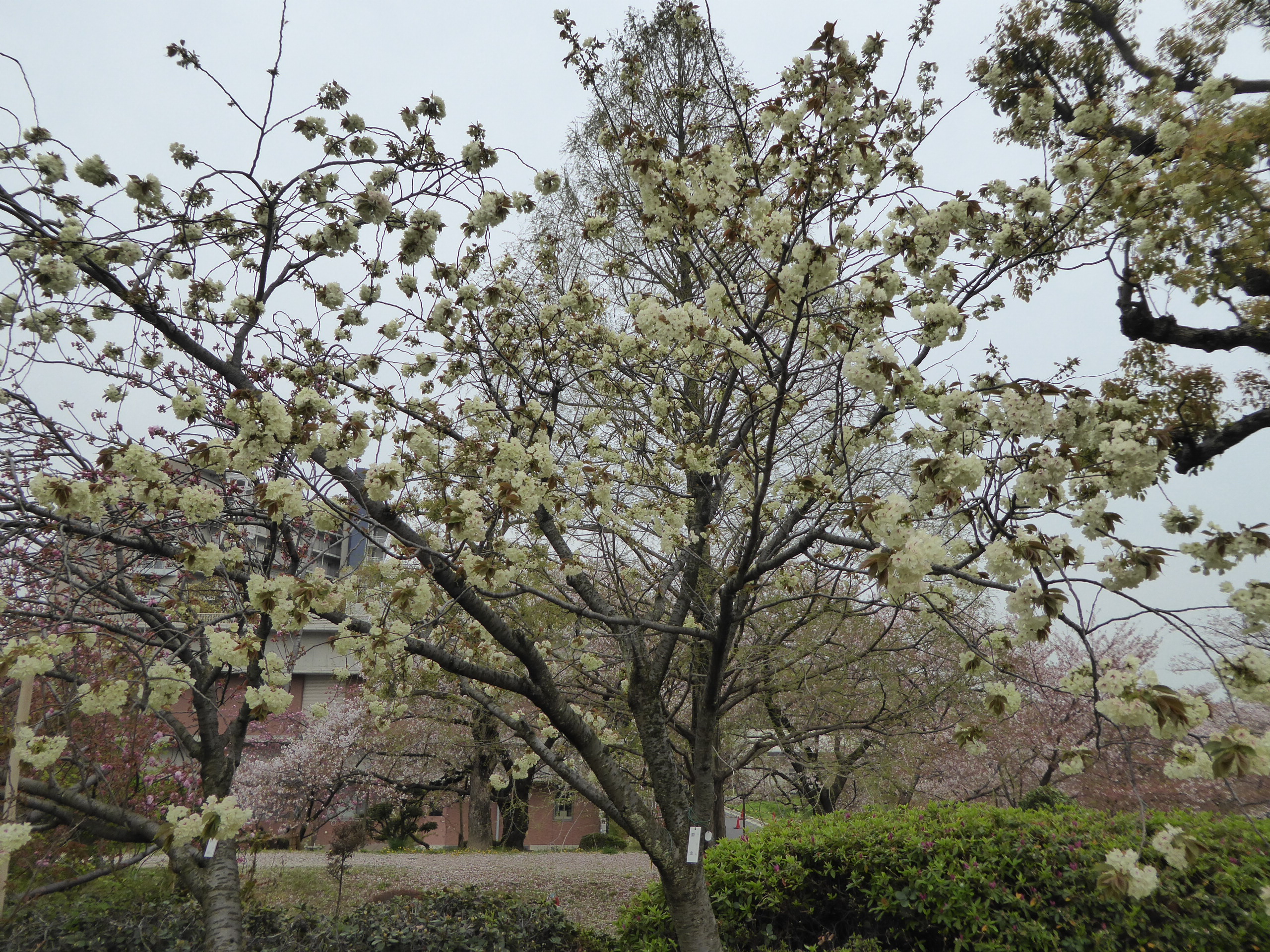 P1050698.JPG