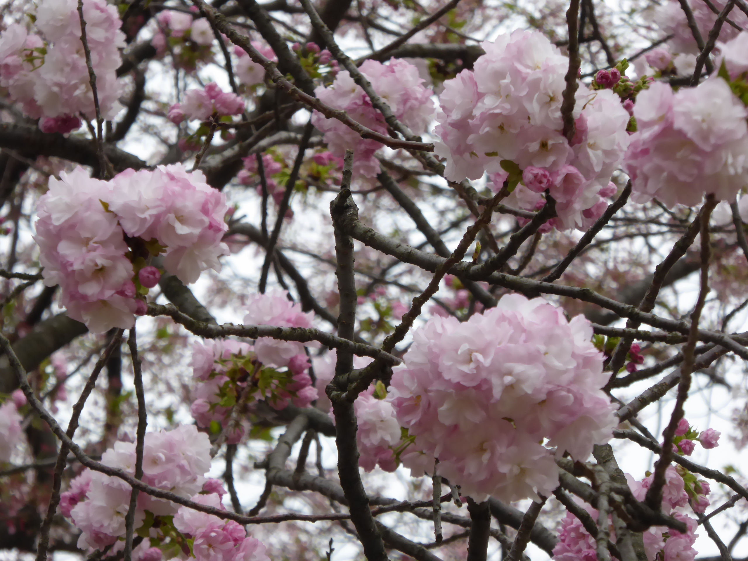 P1050701.JPG