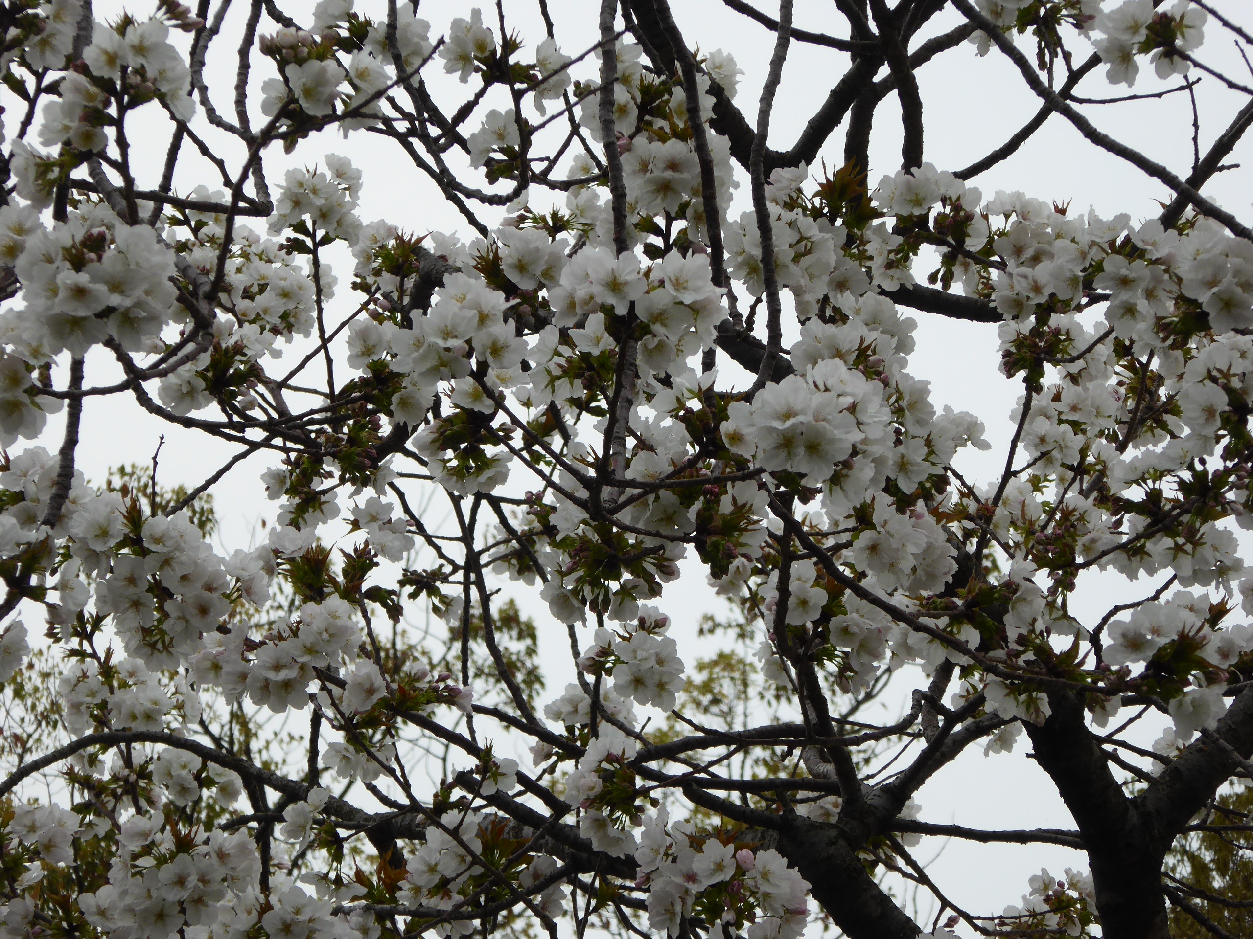 P1050704.JPG