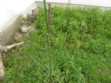 img0001.jpg