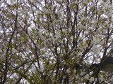 img0052.jpg