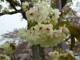 img0056.jpg