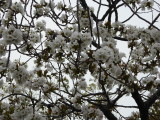 img0070.jpg