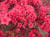 img0005.jpg