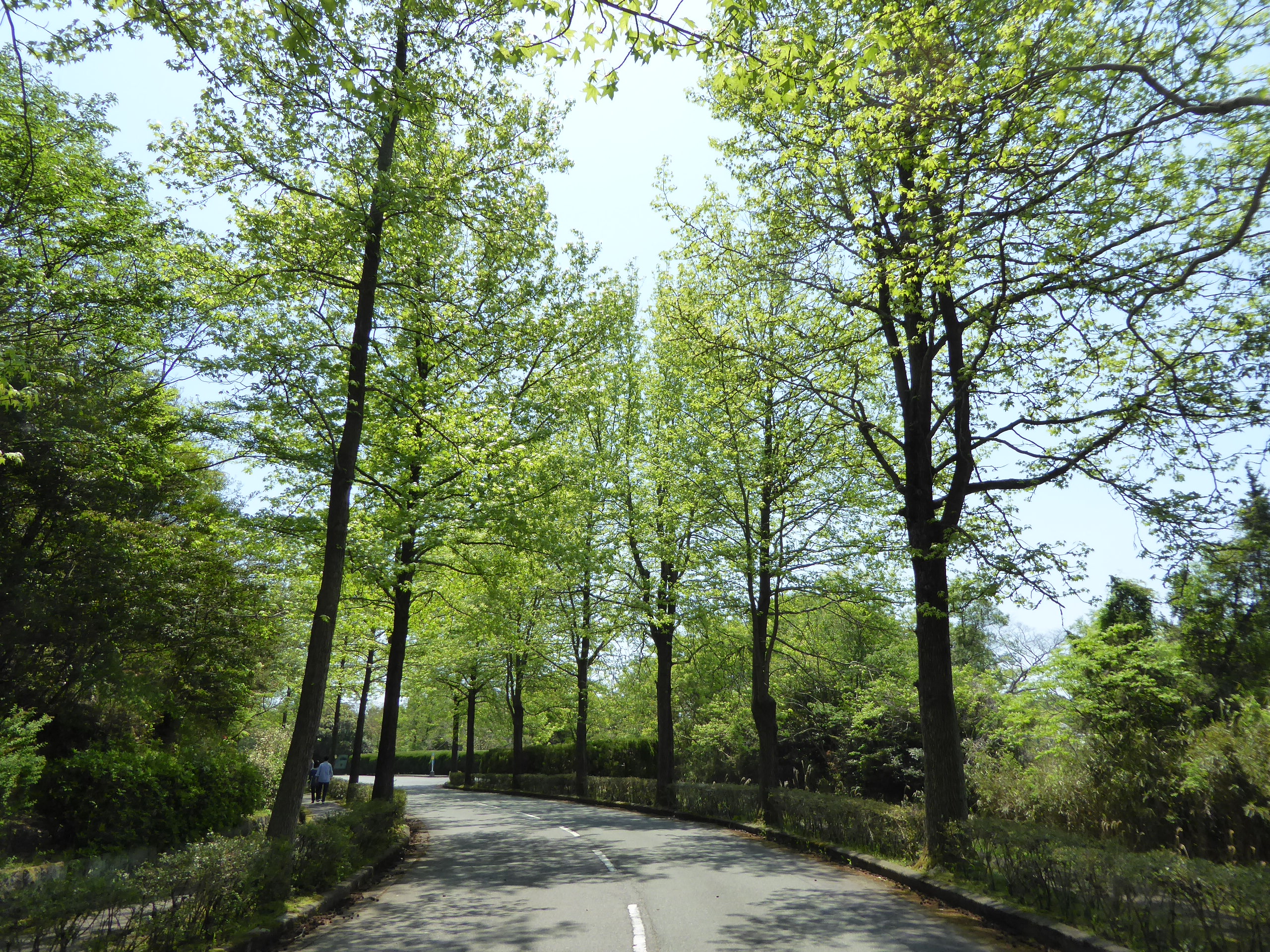P1060029.JPG