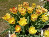 img0003.jpg