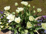 img0006.jpg