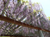 img0009.jpg