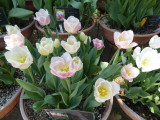 img0011.jpg