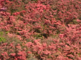 img0003.jpg