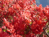 img0005.jpg