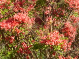 img0006.jpg