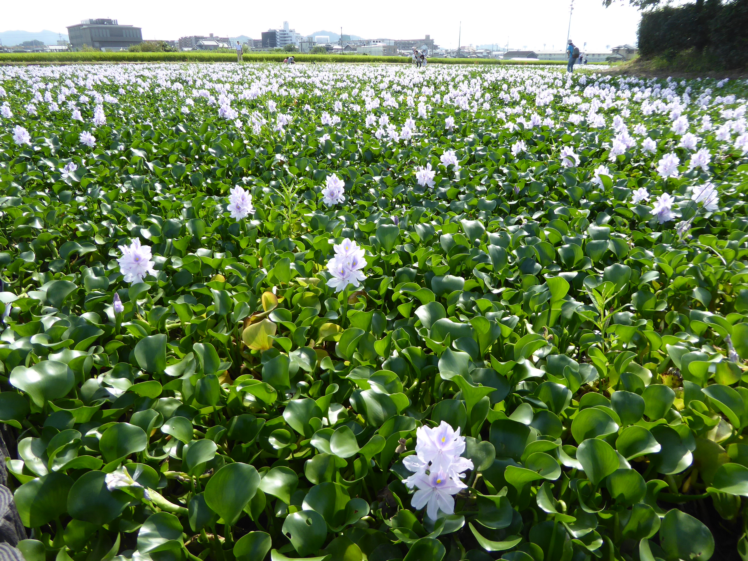 P1060719.JPG