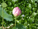 img0010.jpg