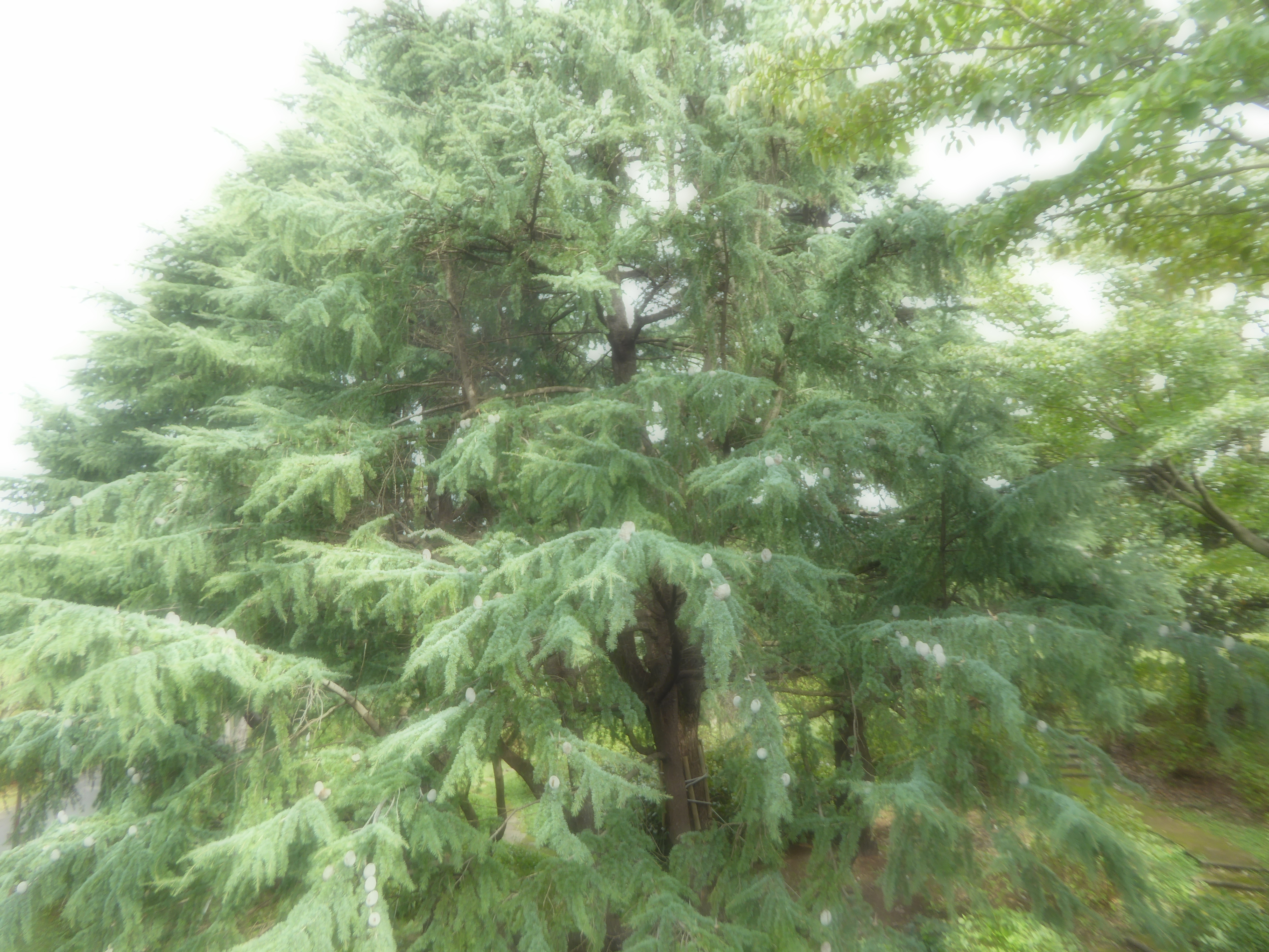 P1060845.JPG