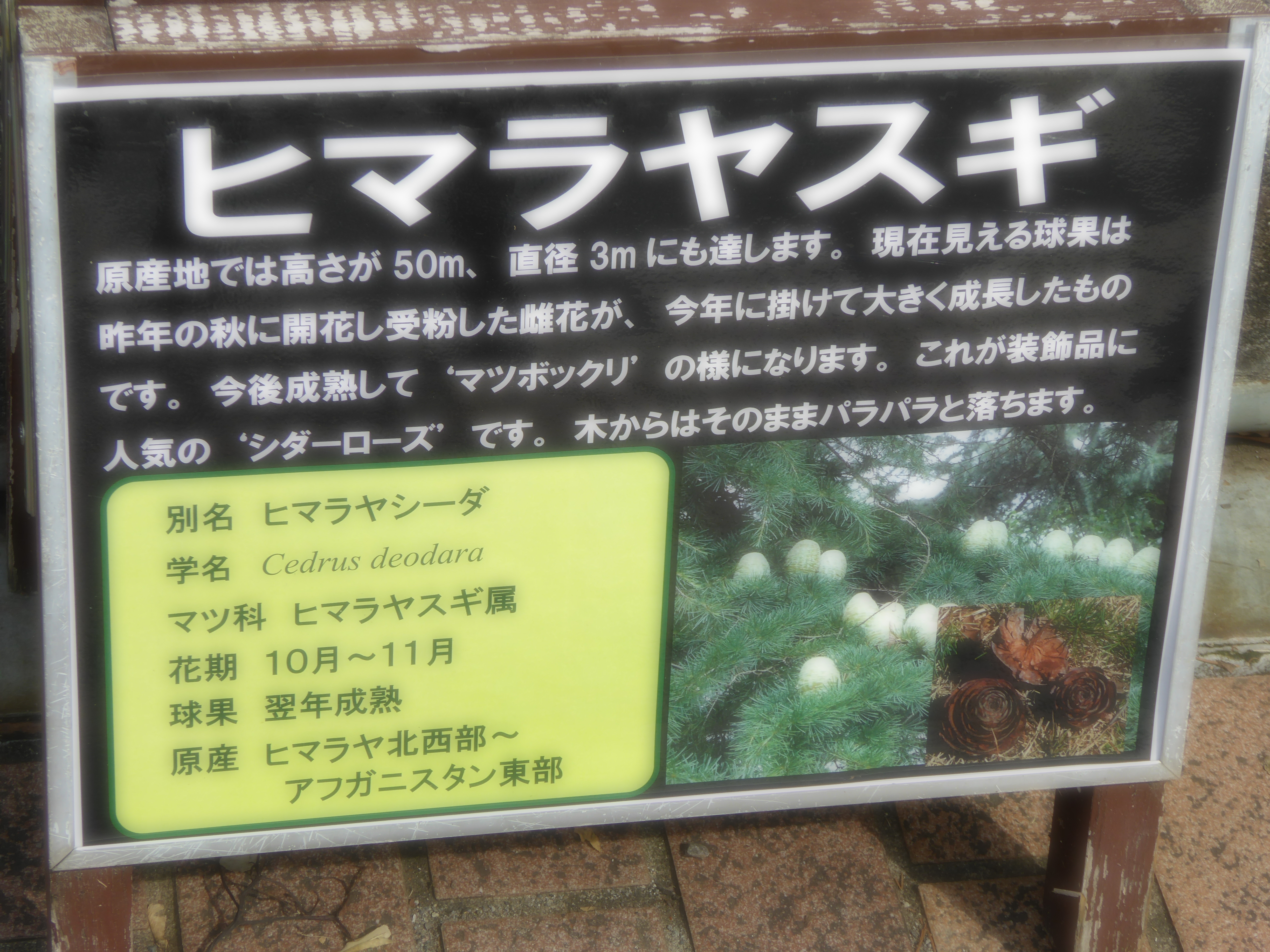 P1060847.JPG